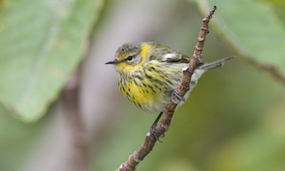  - Cape May Warbler