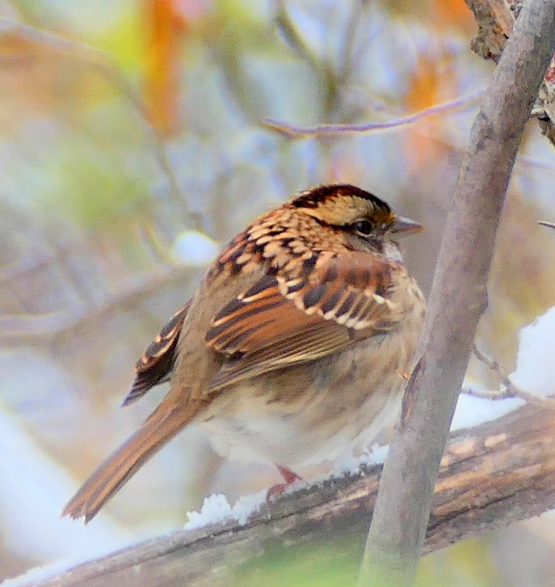 White-throated Sparrow - Sheila Skay