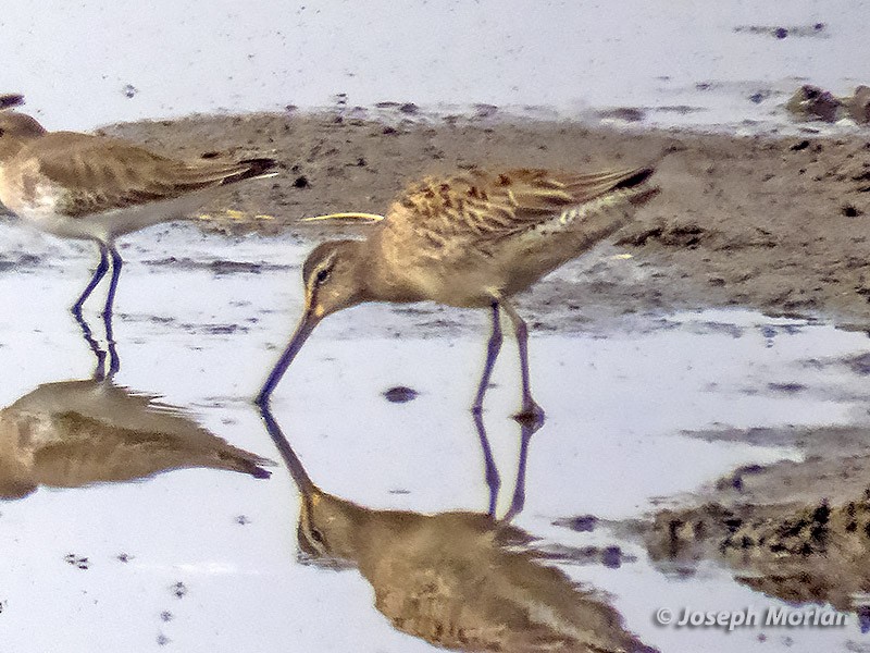 Long-billed Dowitcher - ML272730051