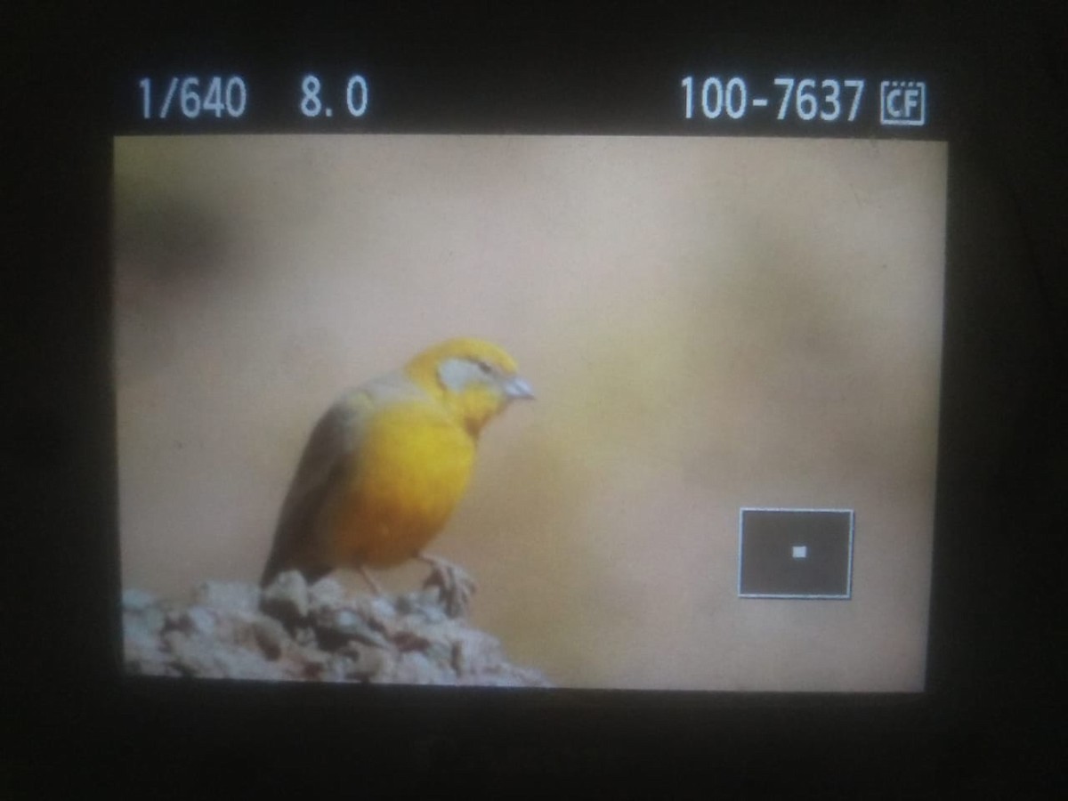 Bright-rumped Yellow-Finch - Aves Salta