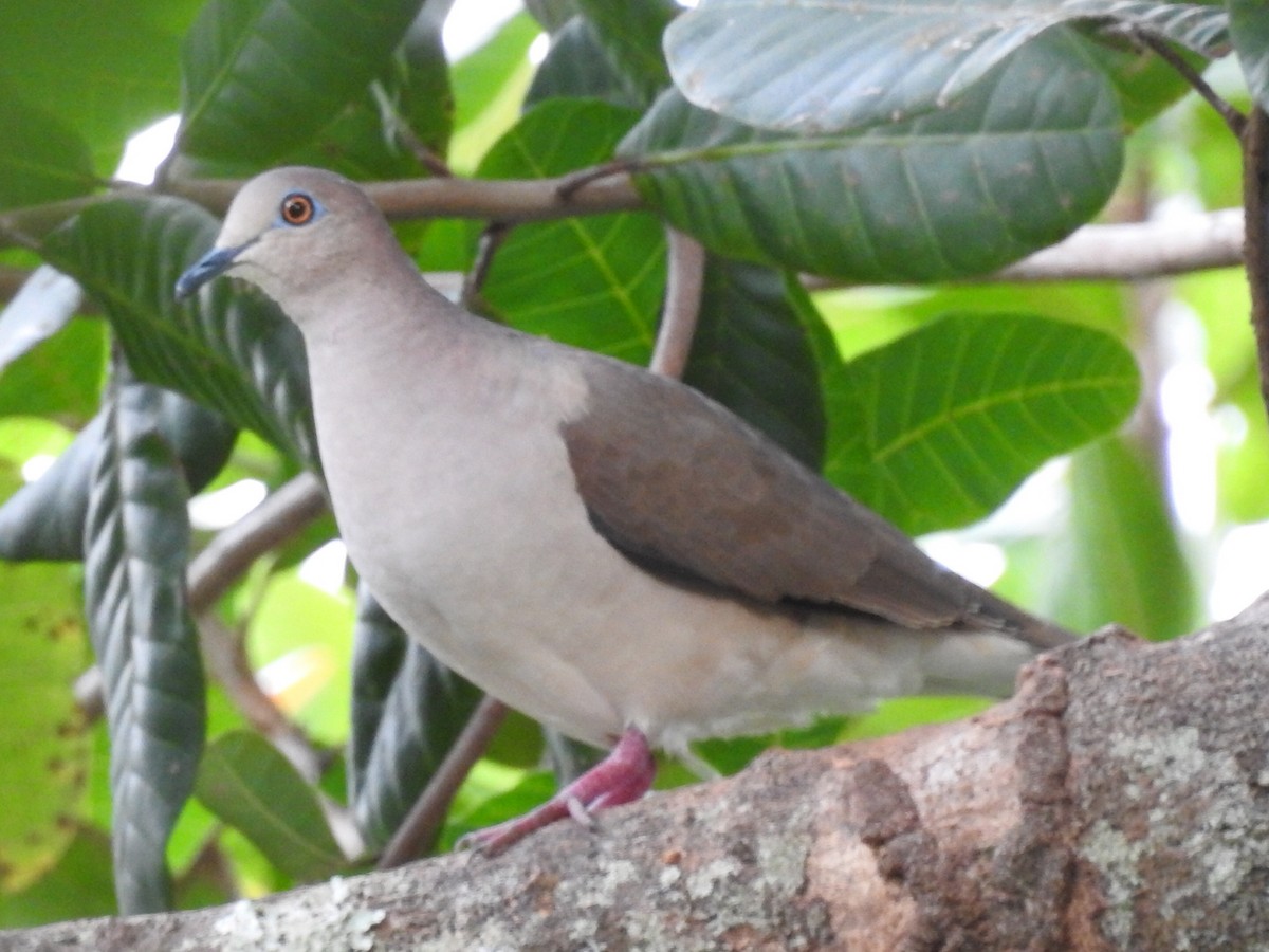 White-tipped Dove - Daniel Garrigues