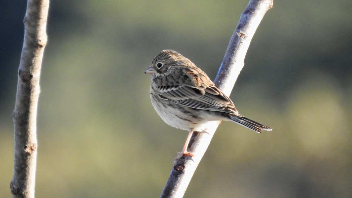 Vesper Sparrow - Keith Eric Costley