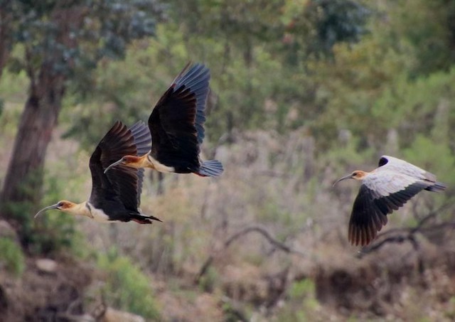 Andean Ibis has been recorded in Los Toldos, Salta, Argentina. - Andean Ibis - 