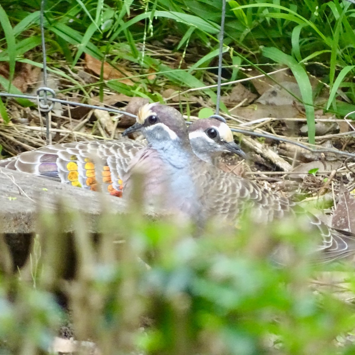 Common Bronzewing - Neil Shelley