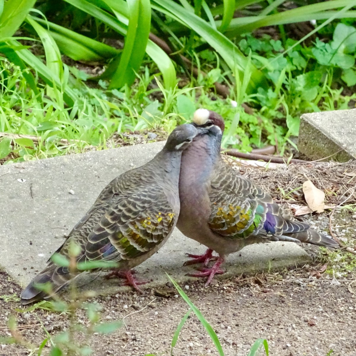 Common Bronzewing - Neil Shelley