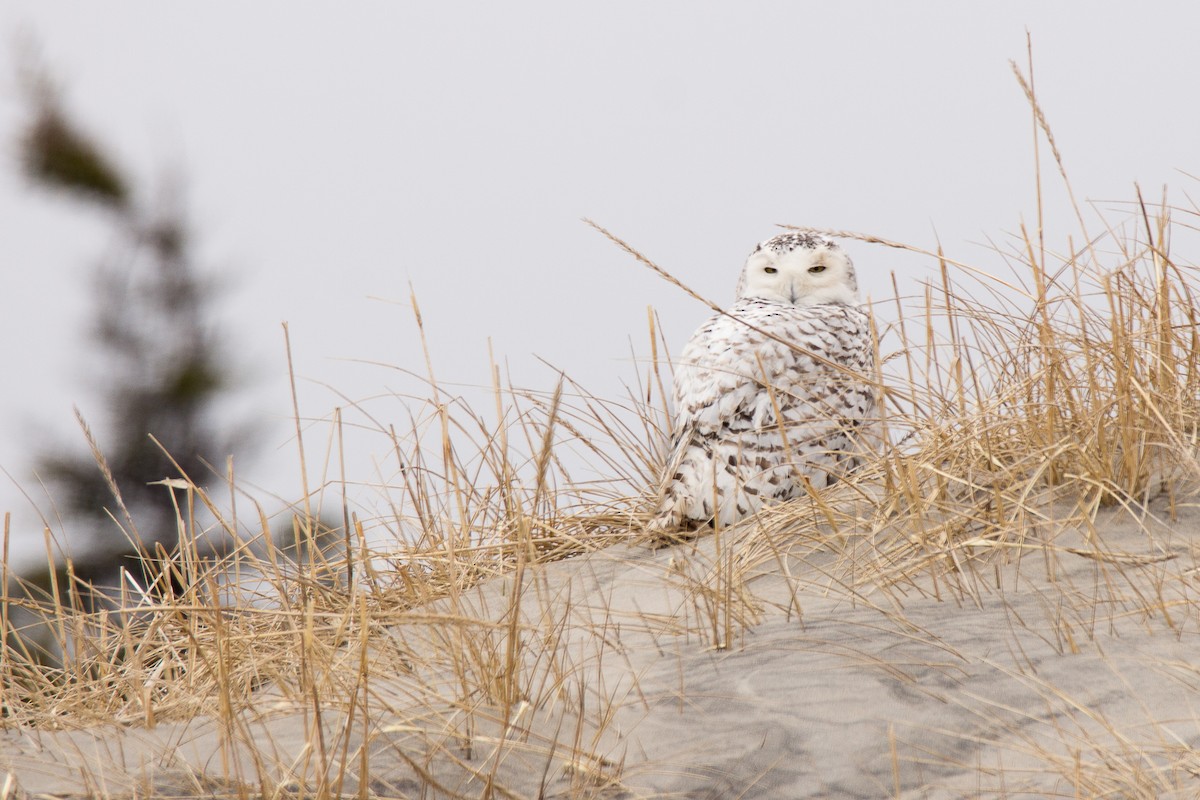 Snowy Owl - Bill Bryden