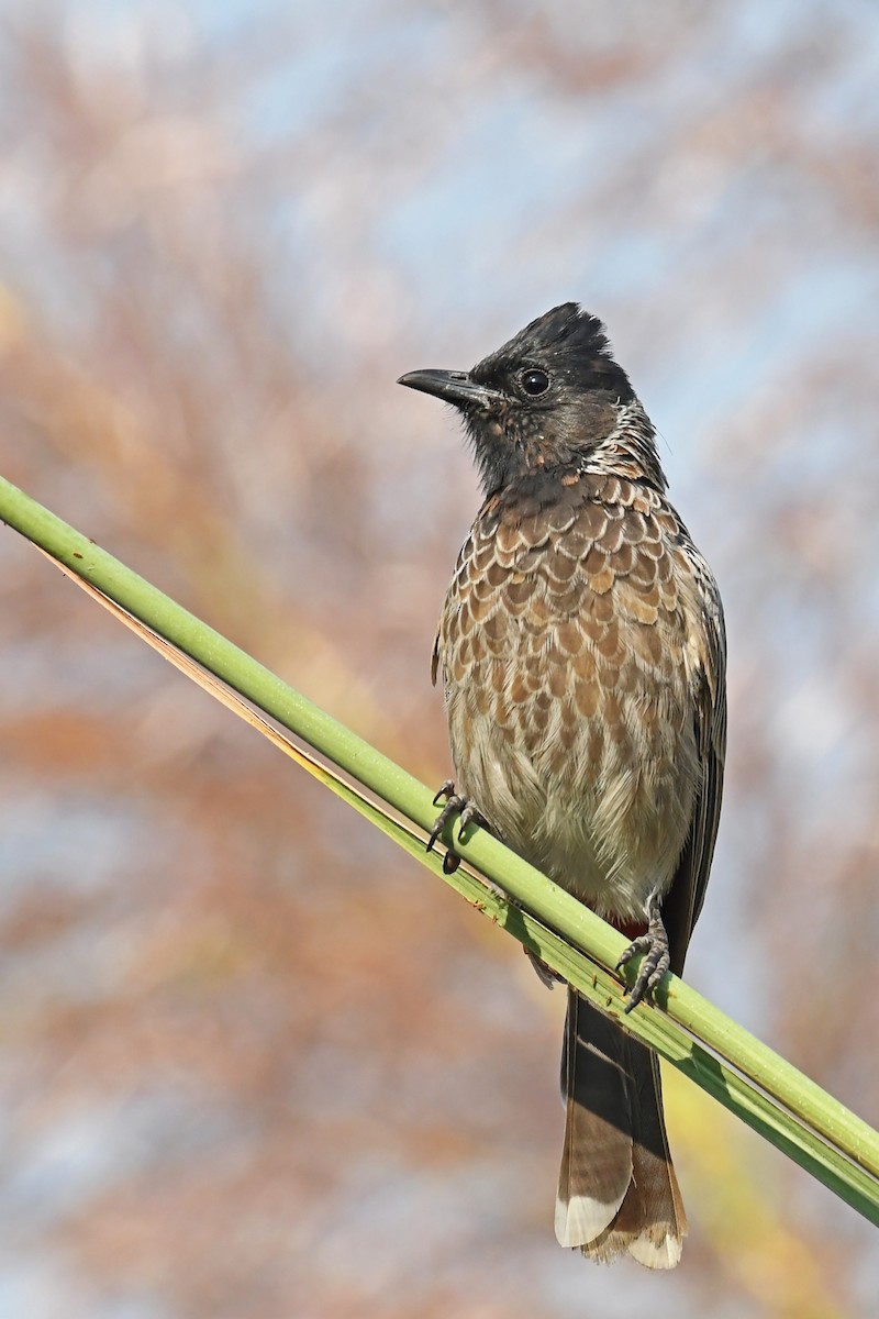 Red-vented Bulbul - ML272745891