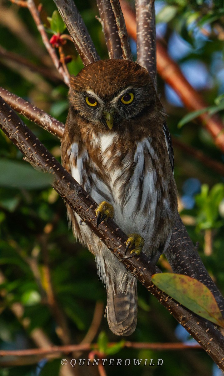 Austral Pygmy-Owl - ML272753801
