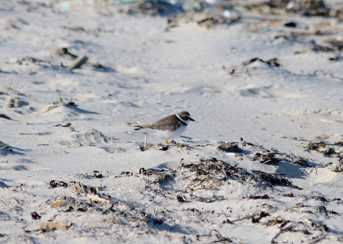 Semipalmated Plover - ML272754911