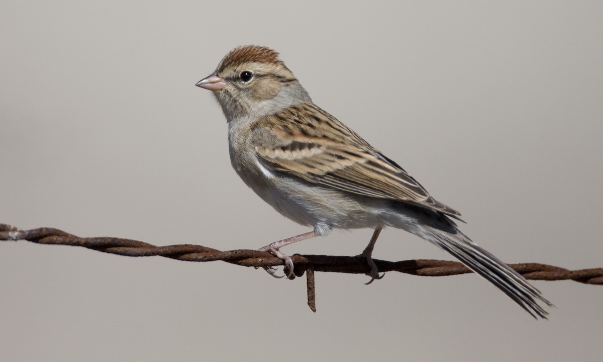 Chipping Sparrow - Brian Sullivan