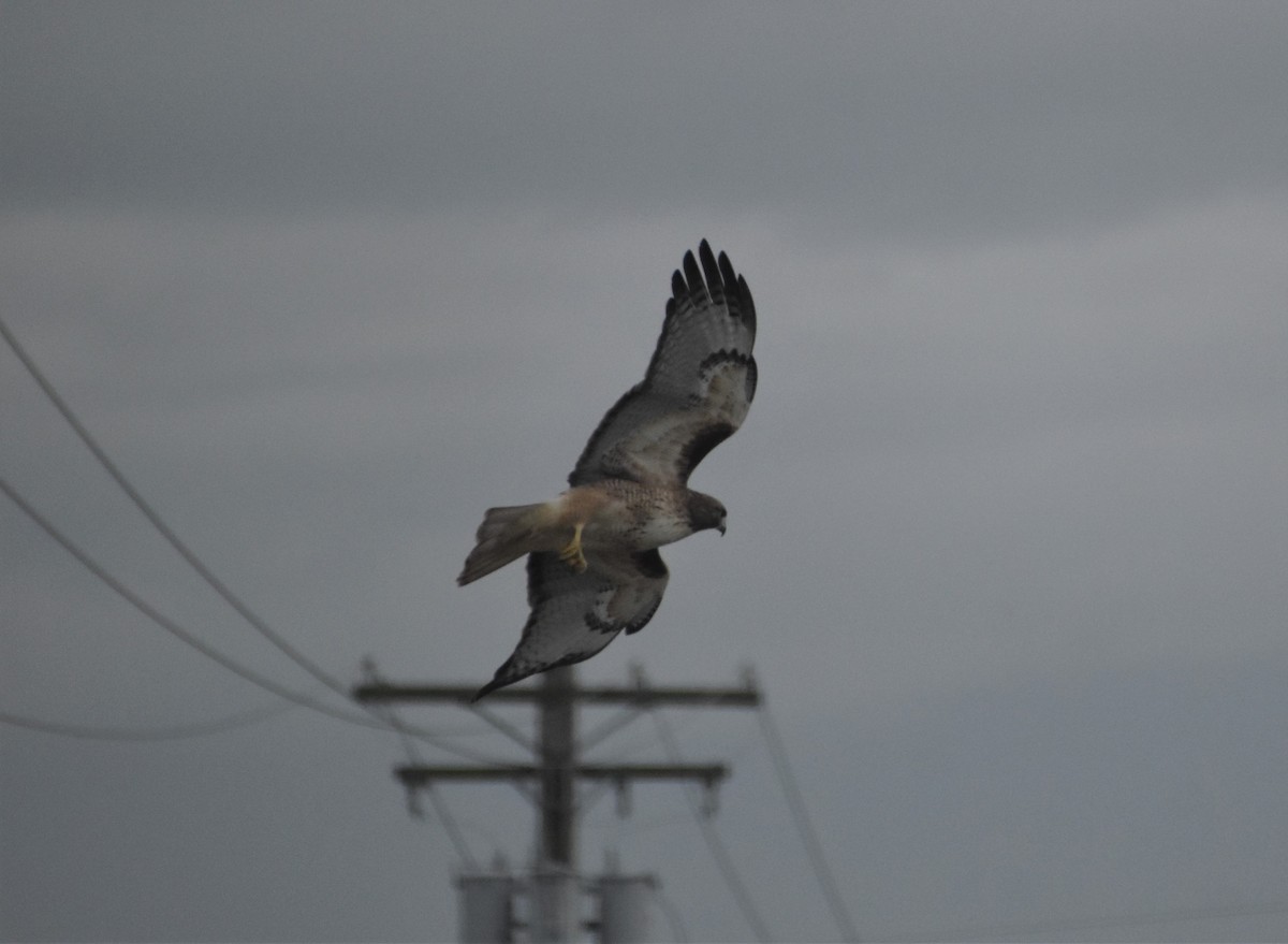 Red-tailed Hawk - ML272757061