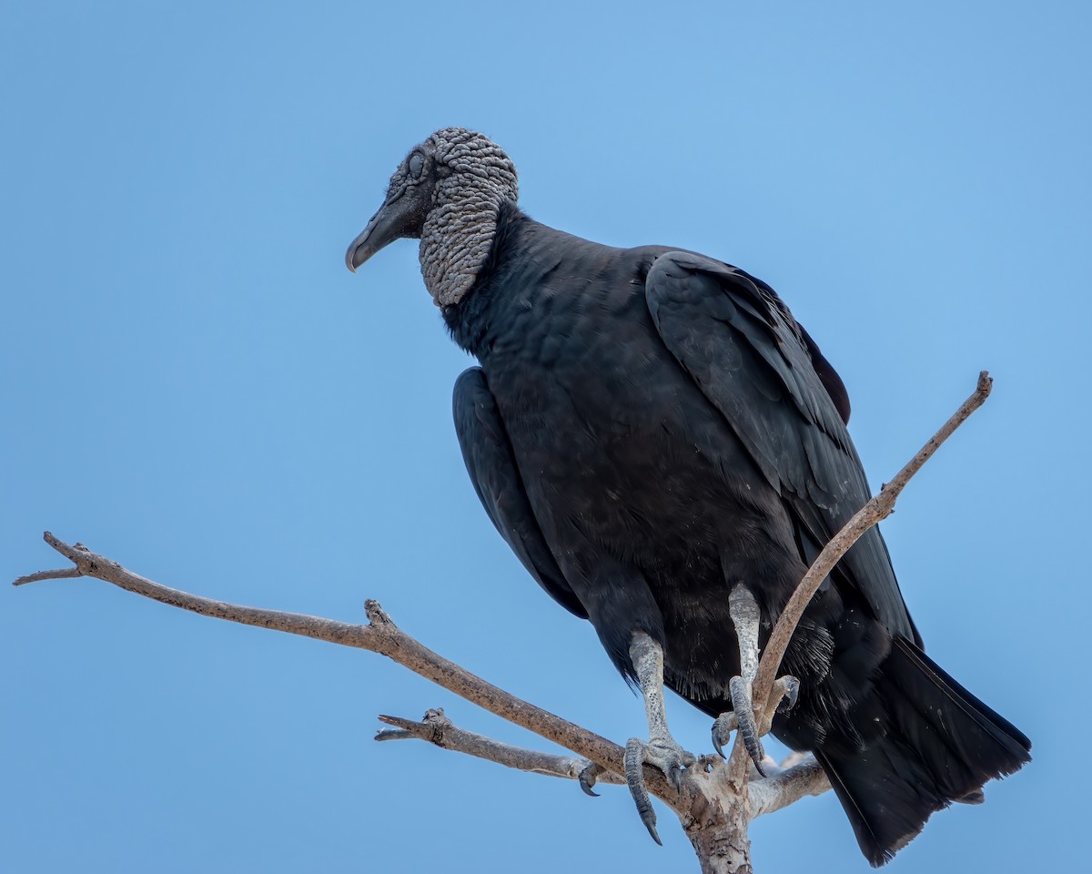 Black Vulture - Albino Paiva