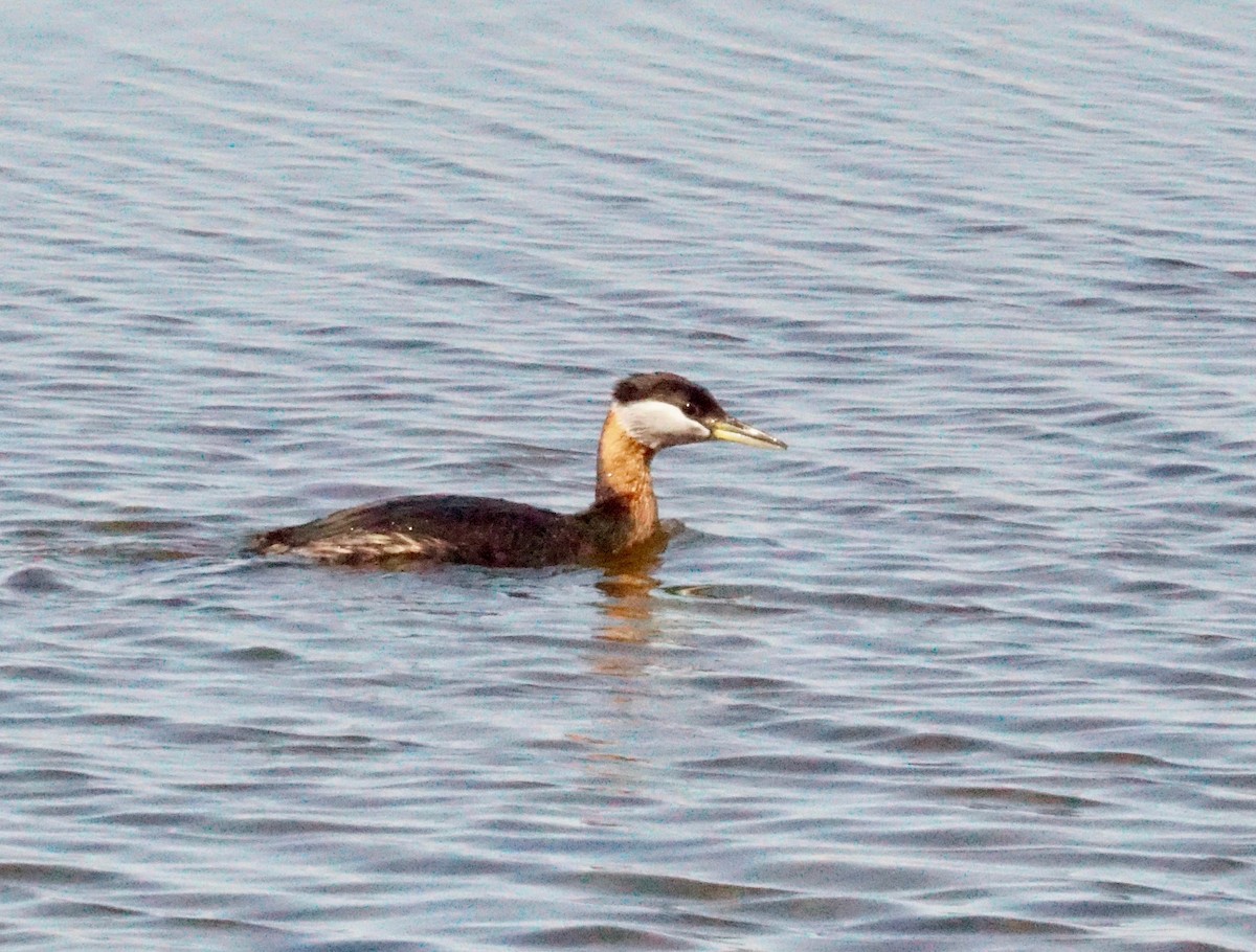 Red-necked Grebe - ML272765811