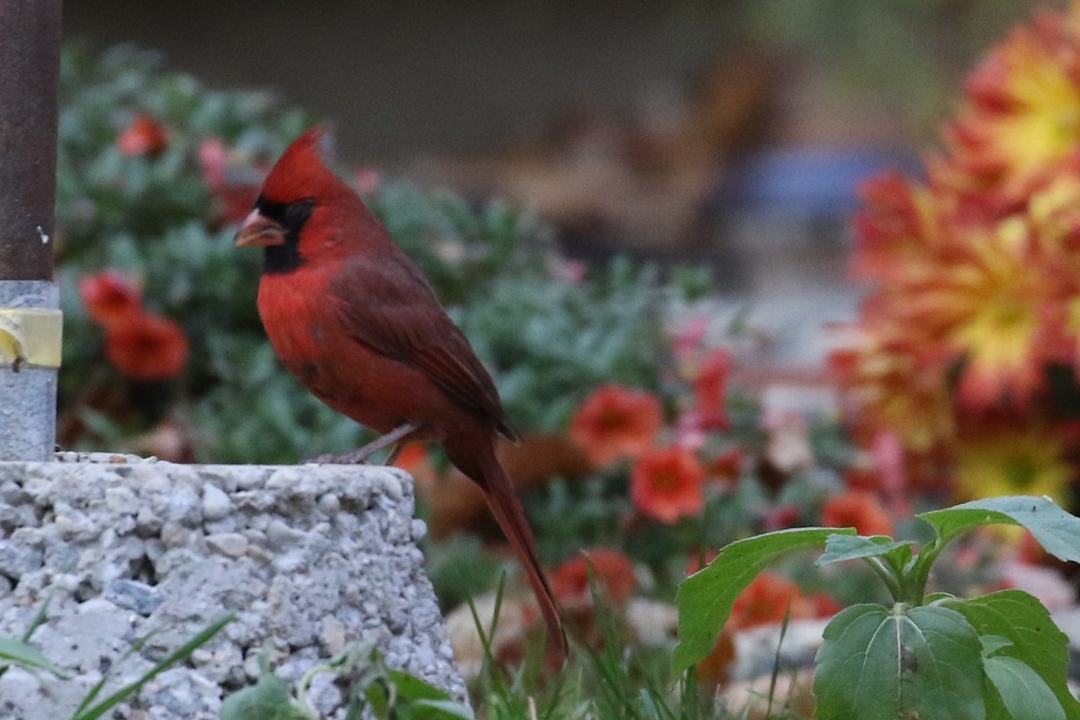 Cardinal rouge - ML272769361