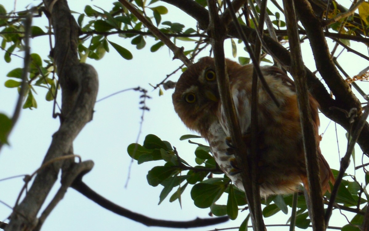 Ferruginous Pygmy-Owl - Karla García Santiago