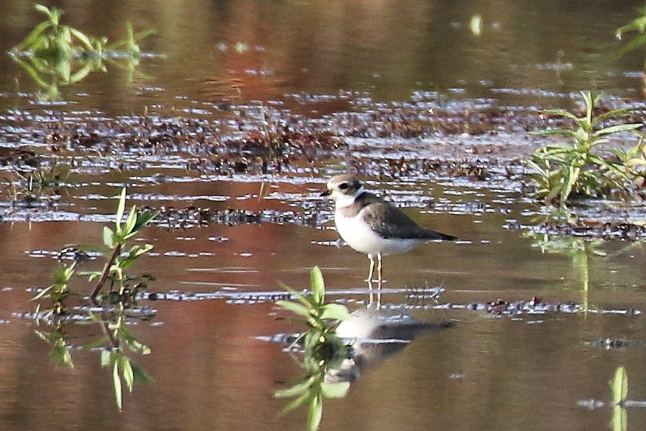 Semipalmated Plover - ML272770791