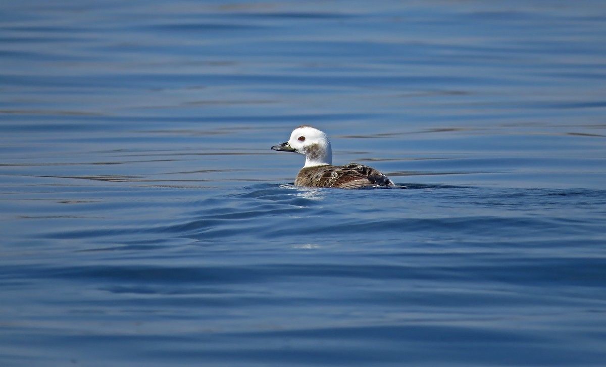 Long-tailed Duck - ML27277081