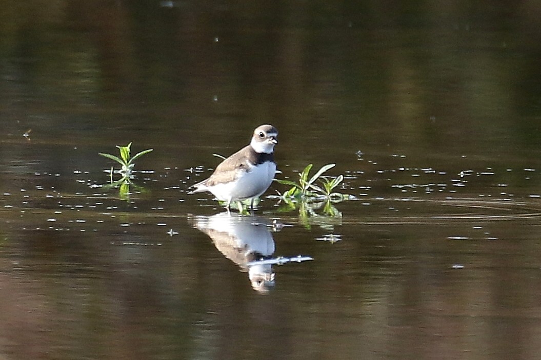 Semipalmated Plover - ML272778971