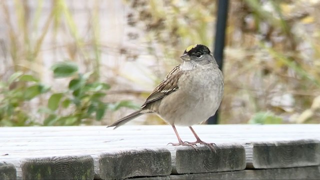Golden-crowned Sparrow - ML272783081