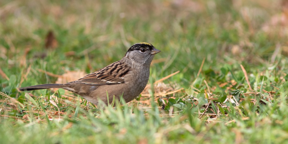 Golden-crowned Sparrow - ML272783671