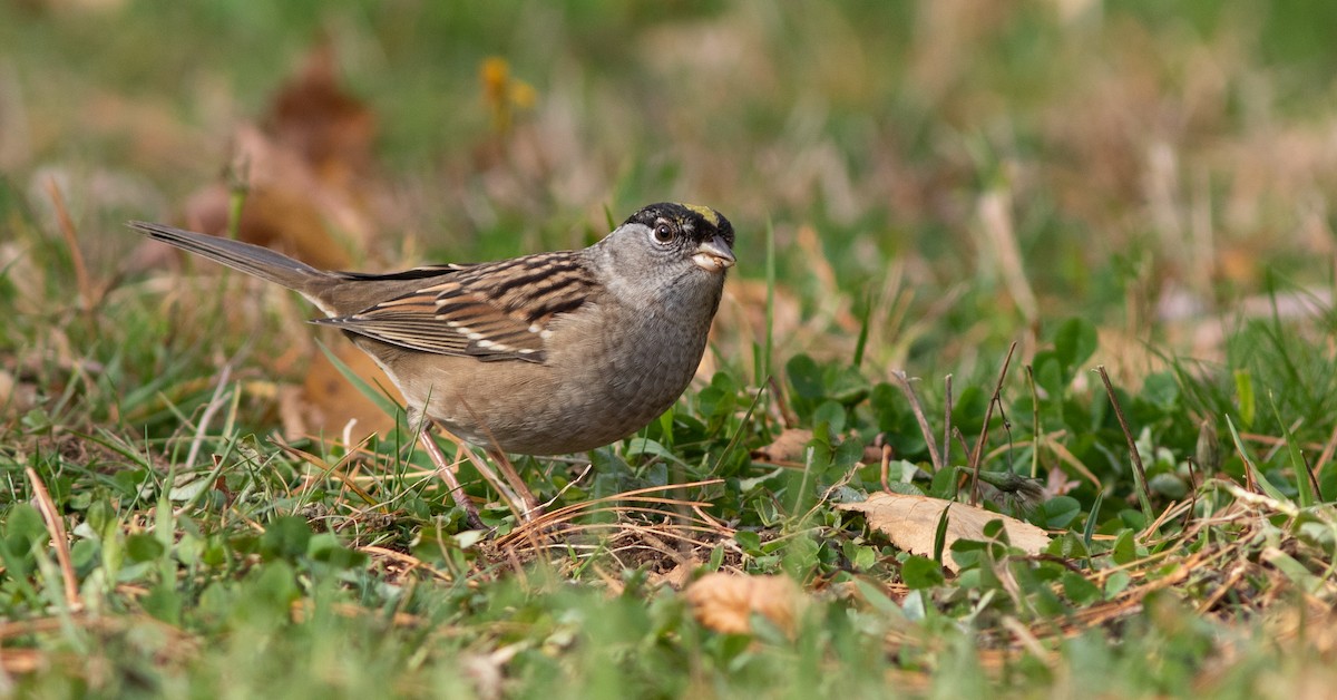 Golden-crowned Sparrow - ML272783761