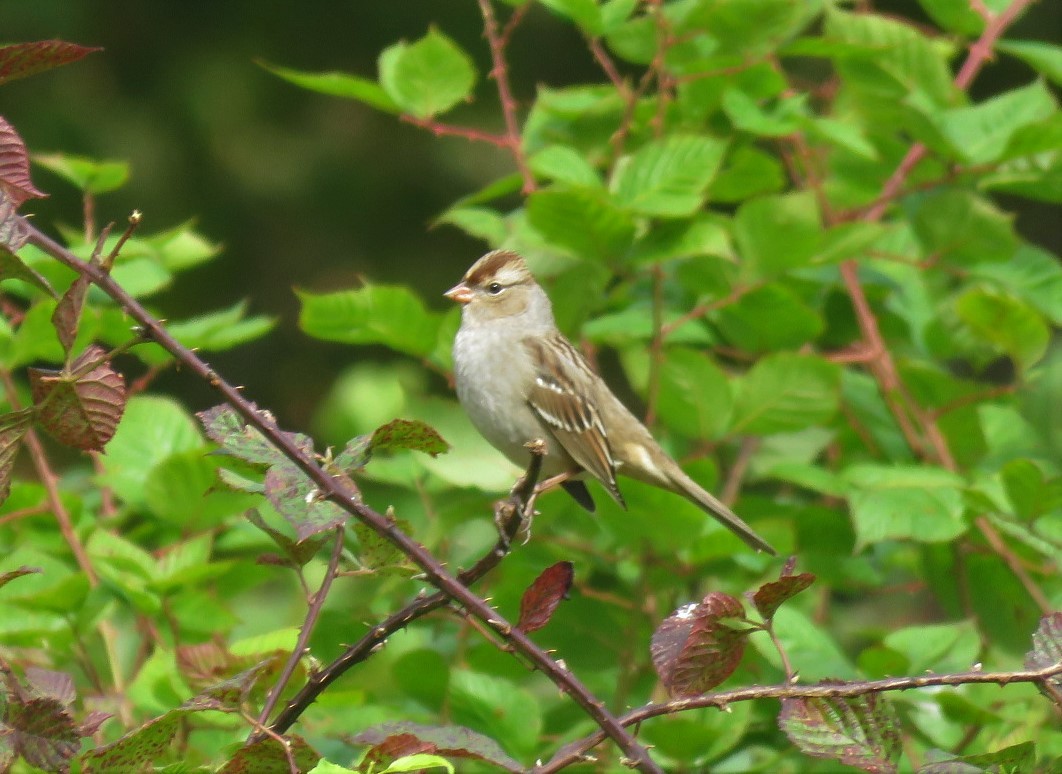 White-crowned Sparrow - Michael Bowen