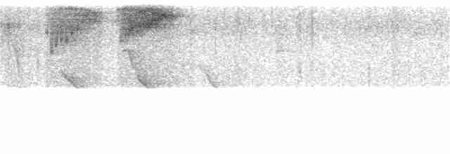 White-necked Thrush - ML272785641