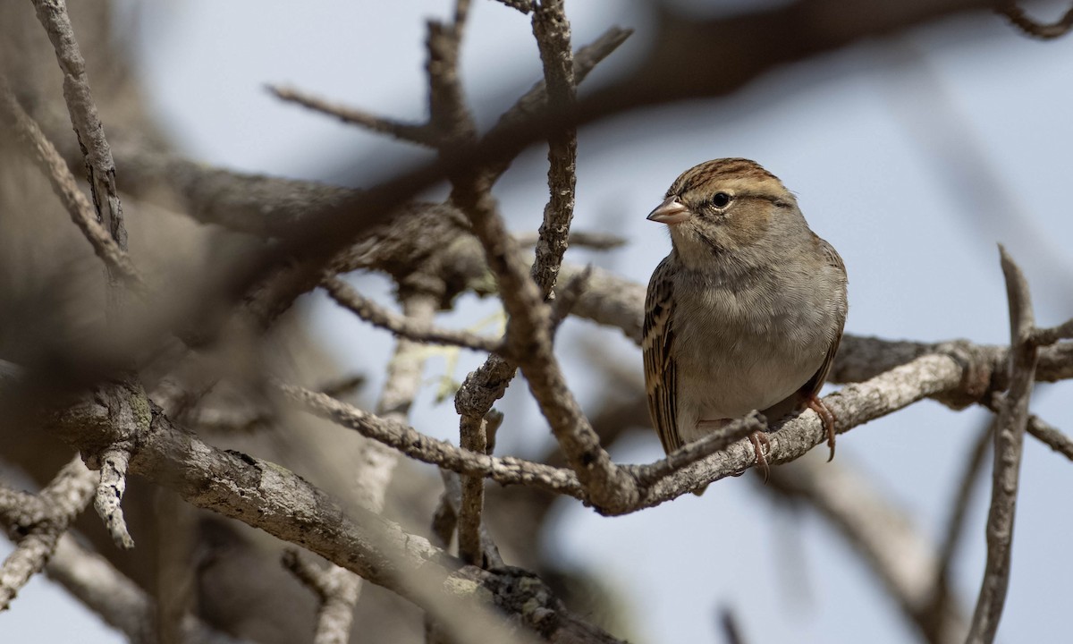Chipping Sparrow - ML272787951