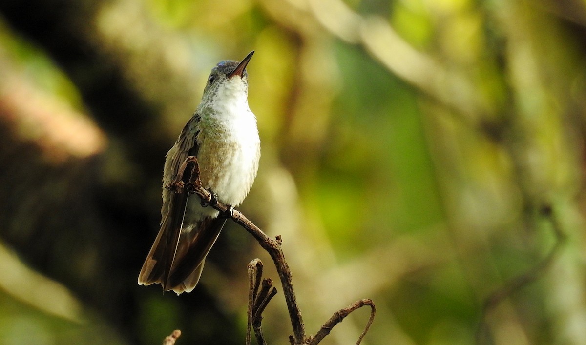 Azure-crowned Hummingbird - ML272798211