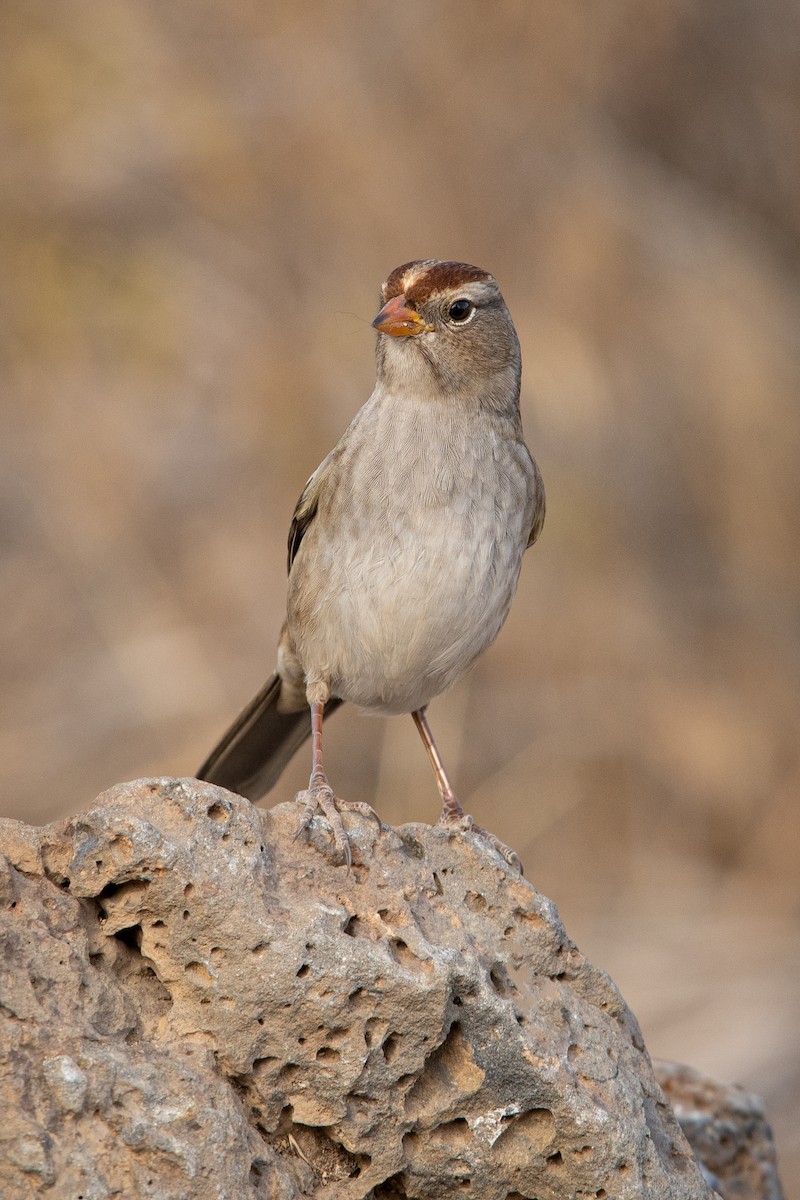 White-crowned Sparrow - ML272799471