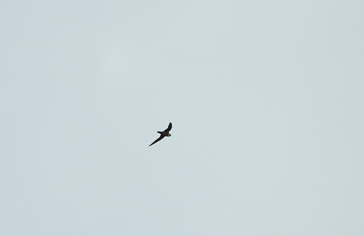 Great Swallow-tailed Swift - Romel Romero