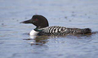  - Common Loon