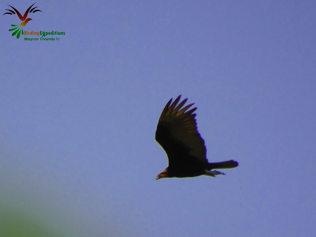 Lesser Yellow-headed Vulture - ML27280481