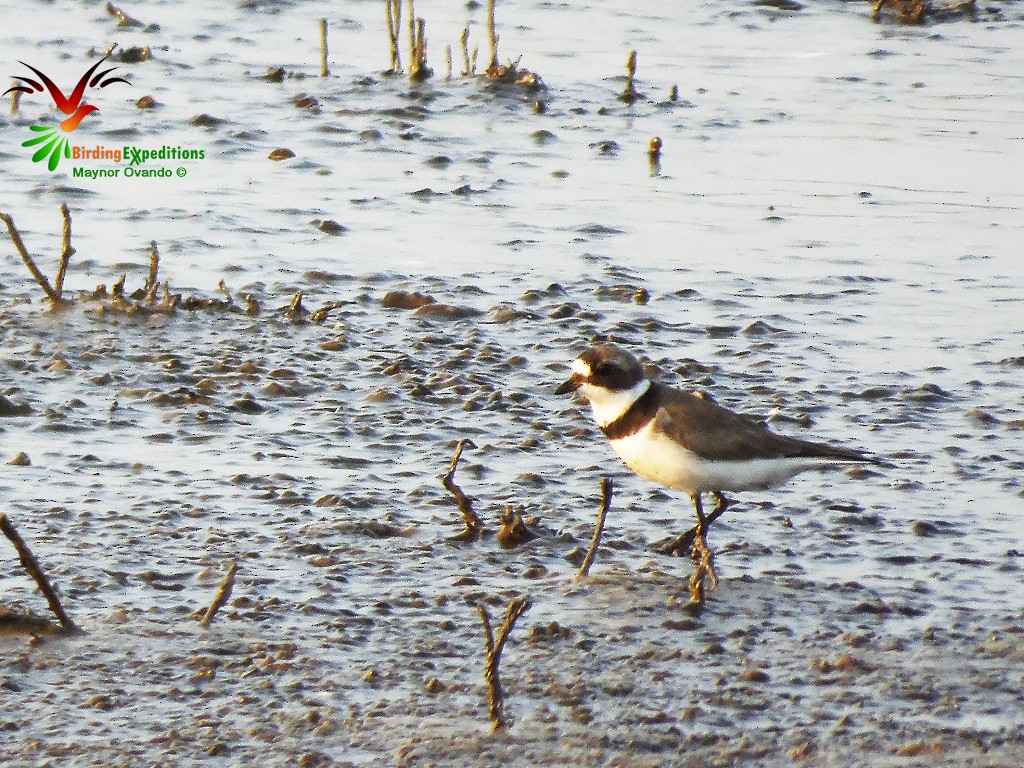 Semipalmated Plover - ML27280541