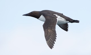 Common Murre - Uria aalge - Birds of the World