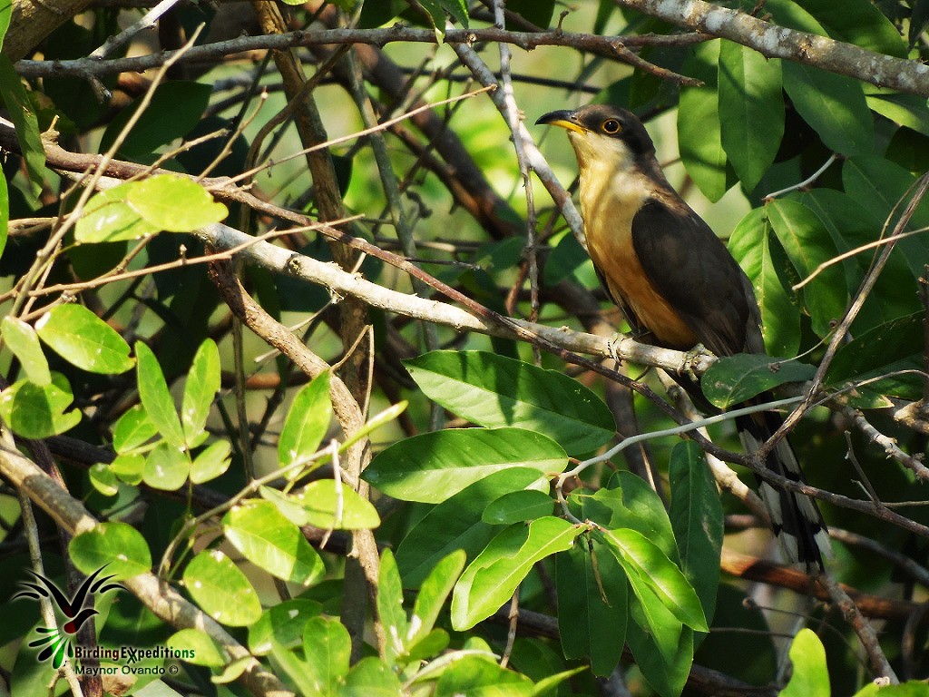 Mangrove Cuckoo - Maynor Ovando