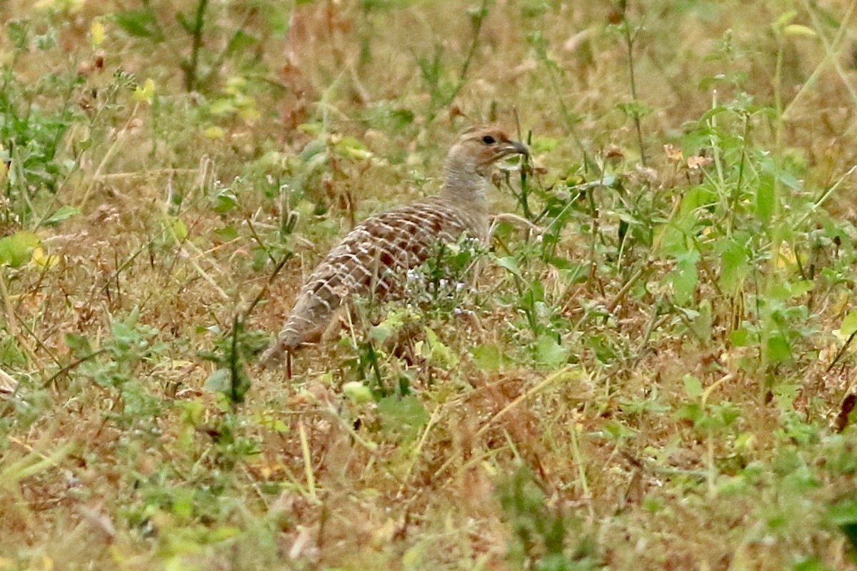 Gray Francolin - Ains Priestman