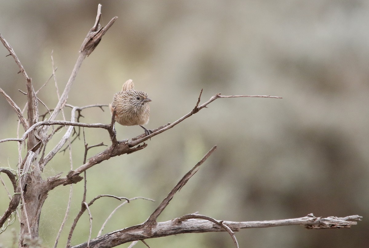 eBird Checklist - 5 Oct 2020 - Iron Knob - 8 species