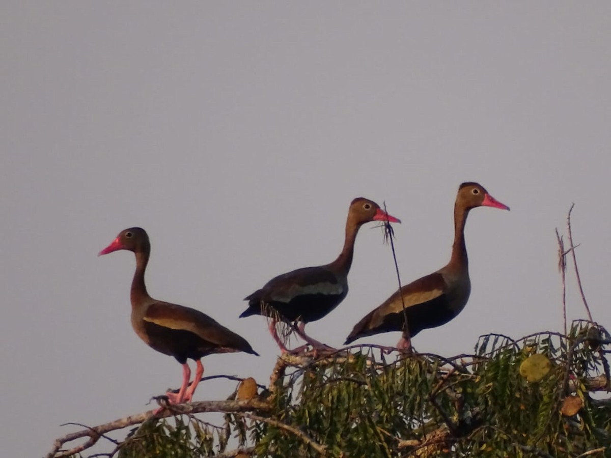 Black-bellied Whistling-Duck - Andres Paredes