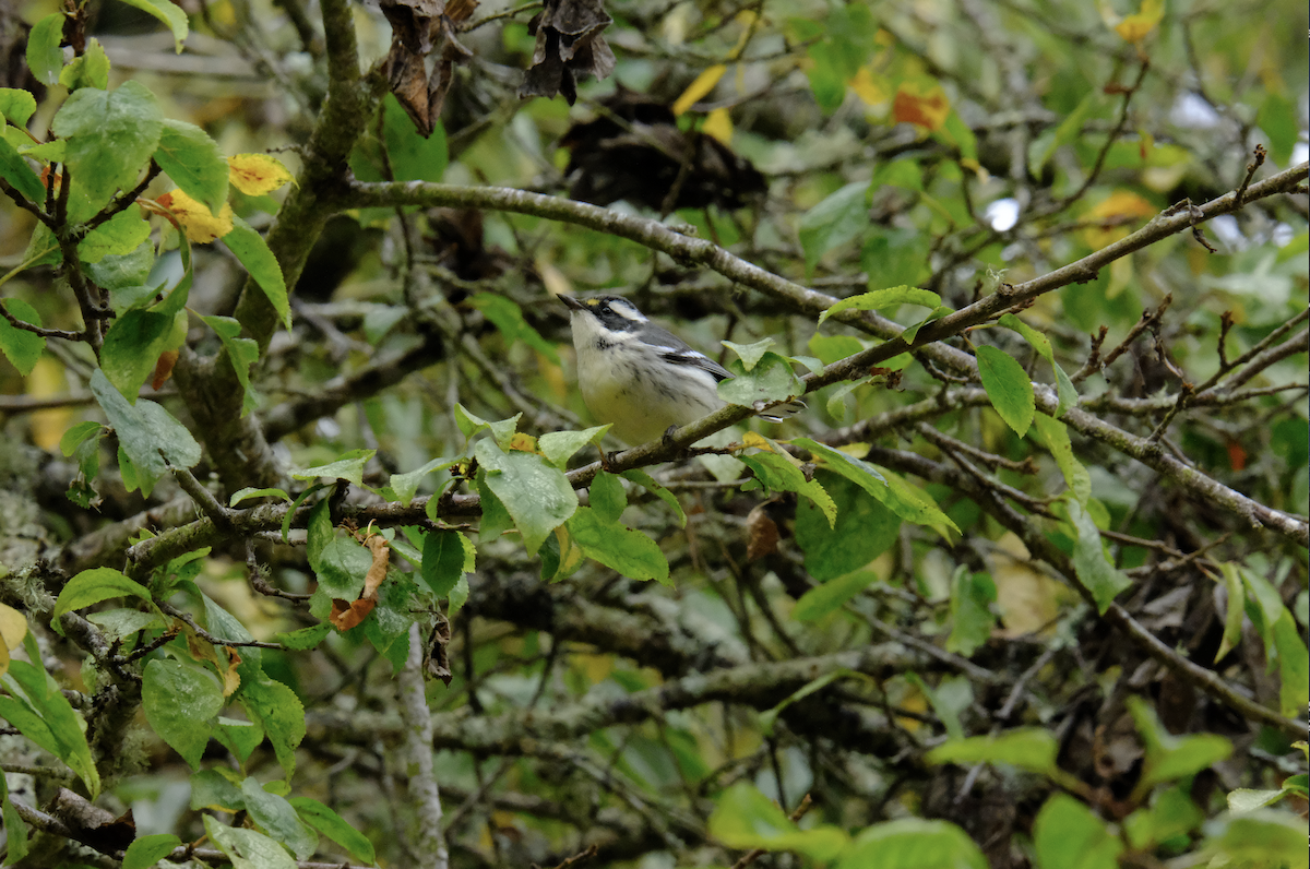 Black-throated Gray Warbler - ML272816041