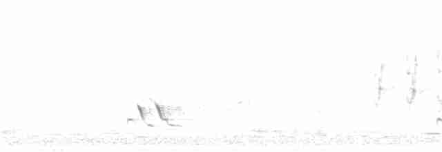 Çizgili Panterkuşu - ML272819421