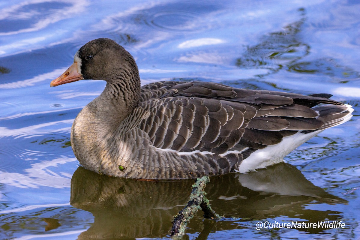 Greater White-fronted Goose - Andrew Boycott