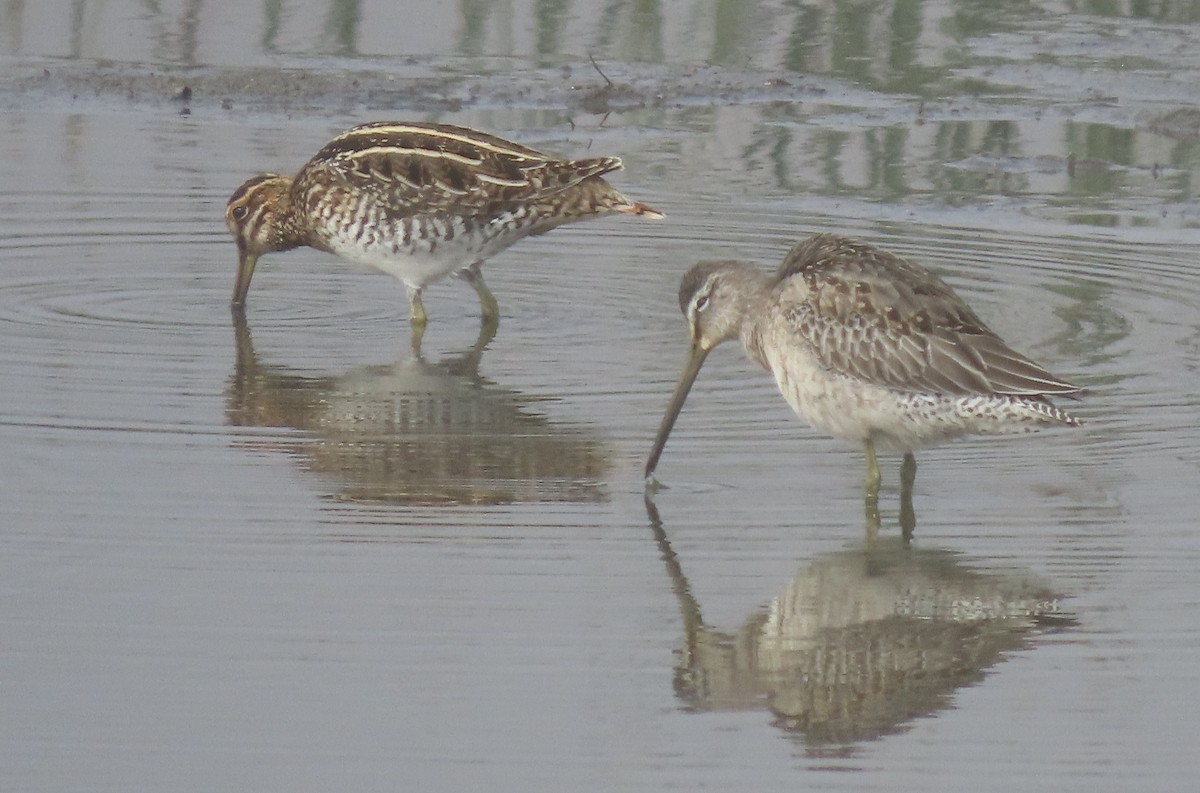 Long-billed Dowitcher - ML272821981