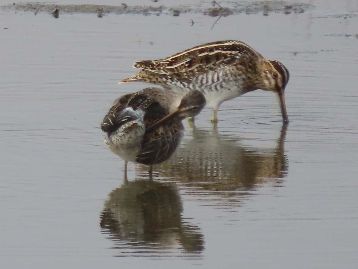 Long-billed Dowitcher - ML272823811