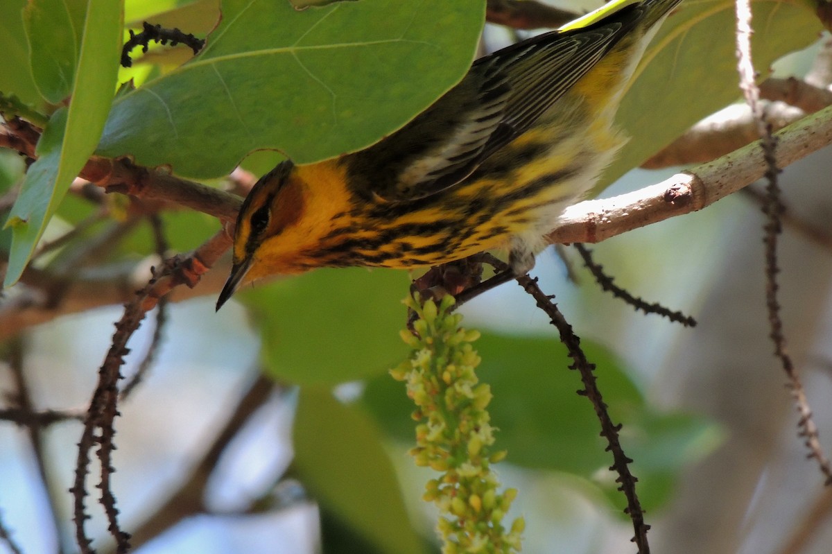 Cape May Warbler - ML27282401