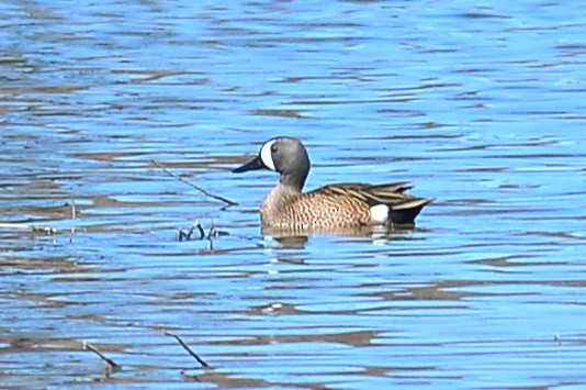 Blue-winged Teal - ML27282521