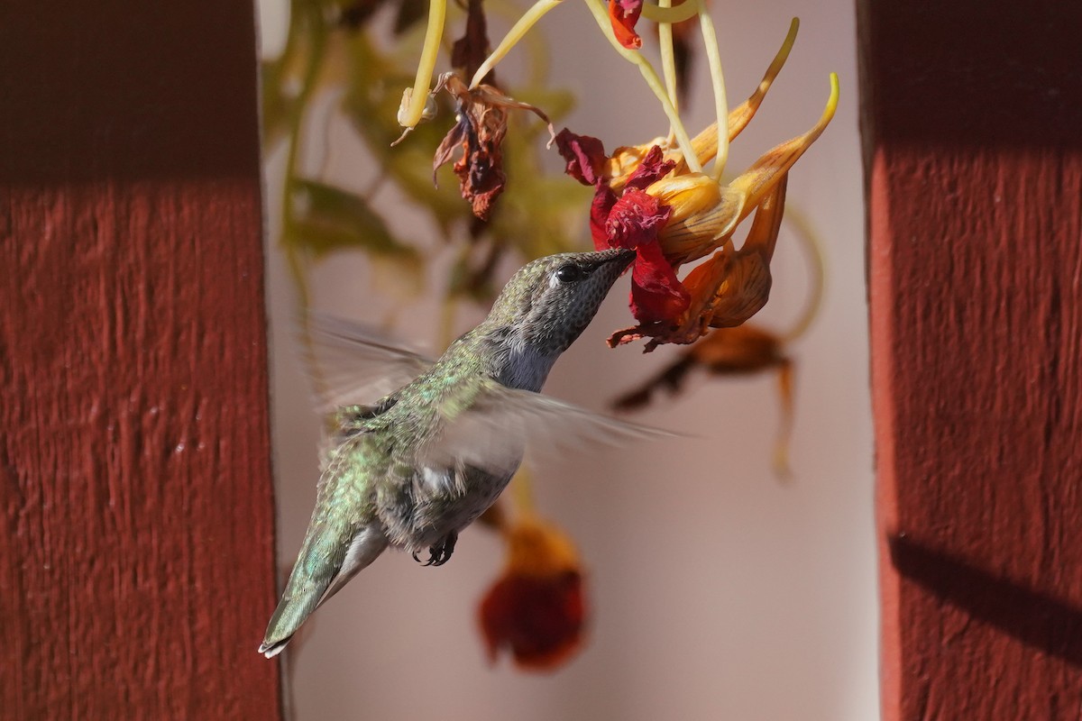 Anna's Hummingbird - Cameron Eckert