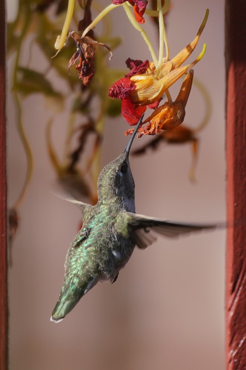 Anna's Hummingbird - ML272828001