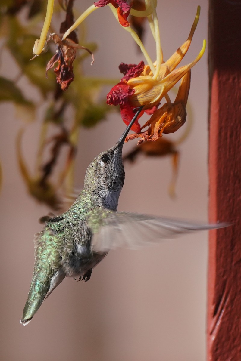 Anna's Hummingbird - ML272828021