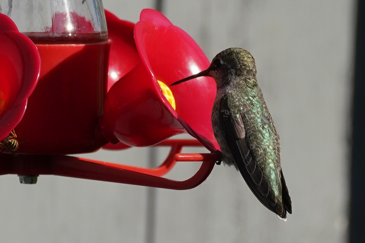 Anna's Hummingbird - ML272828051